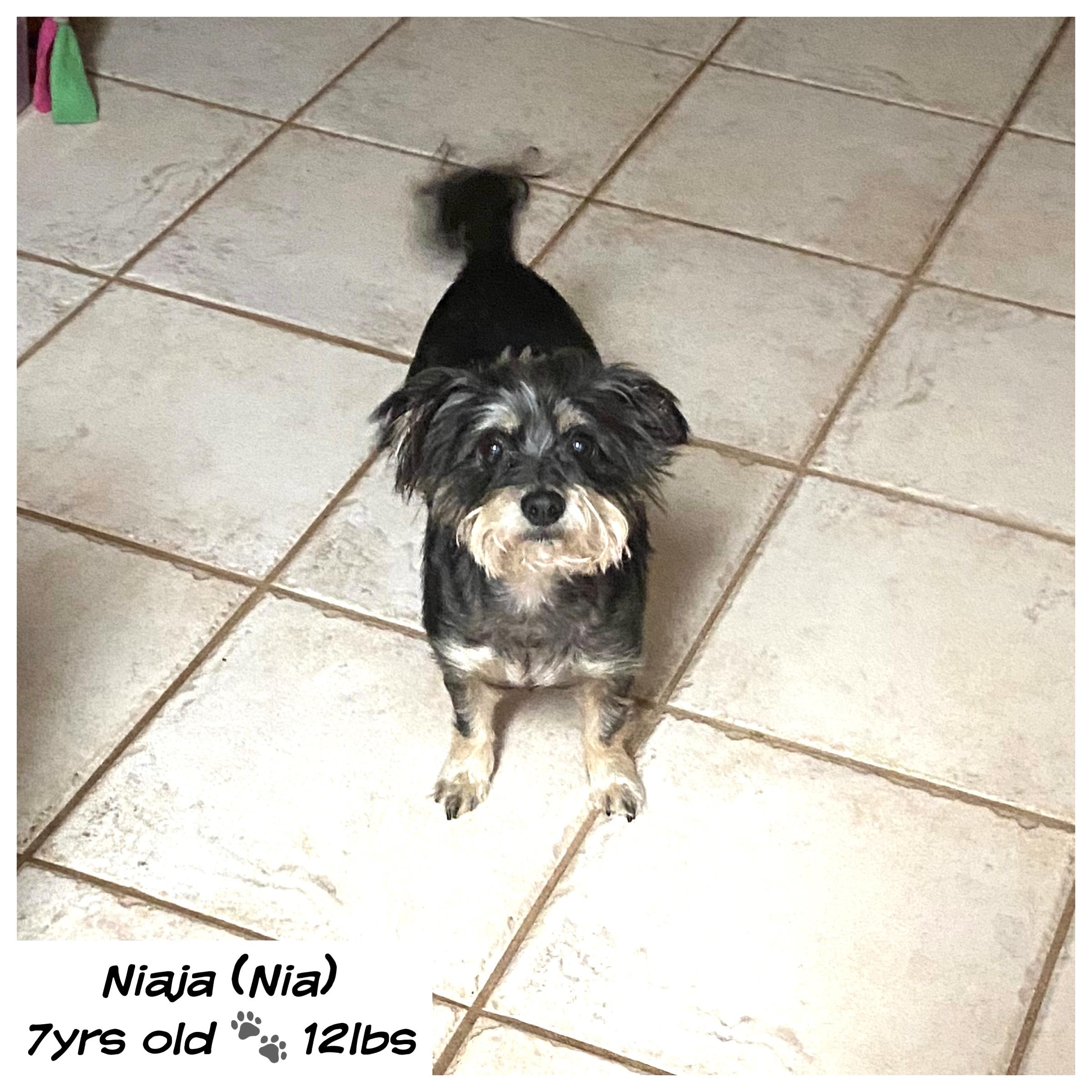 Niaja, a Adoptable mixed breed in Edmond, OK image 1/3