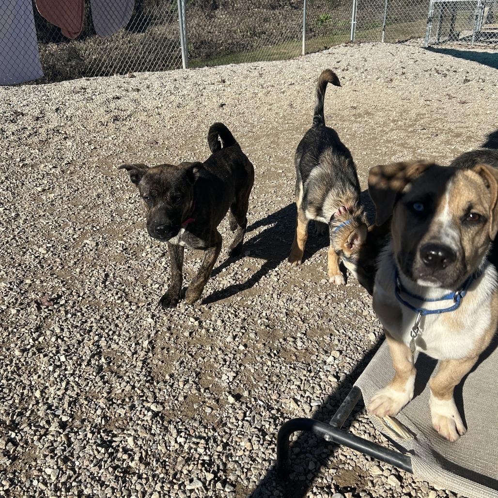 Rochelle, a Adoptable Mixed Breed in Auburn, AL image 1/6