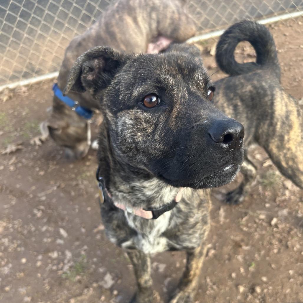 Rochelle, a Adoptable Mixed Breed in Auburn, AL image 2/6