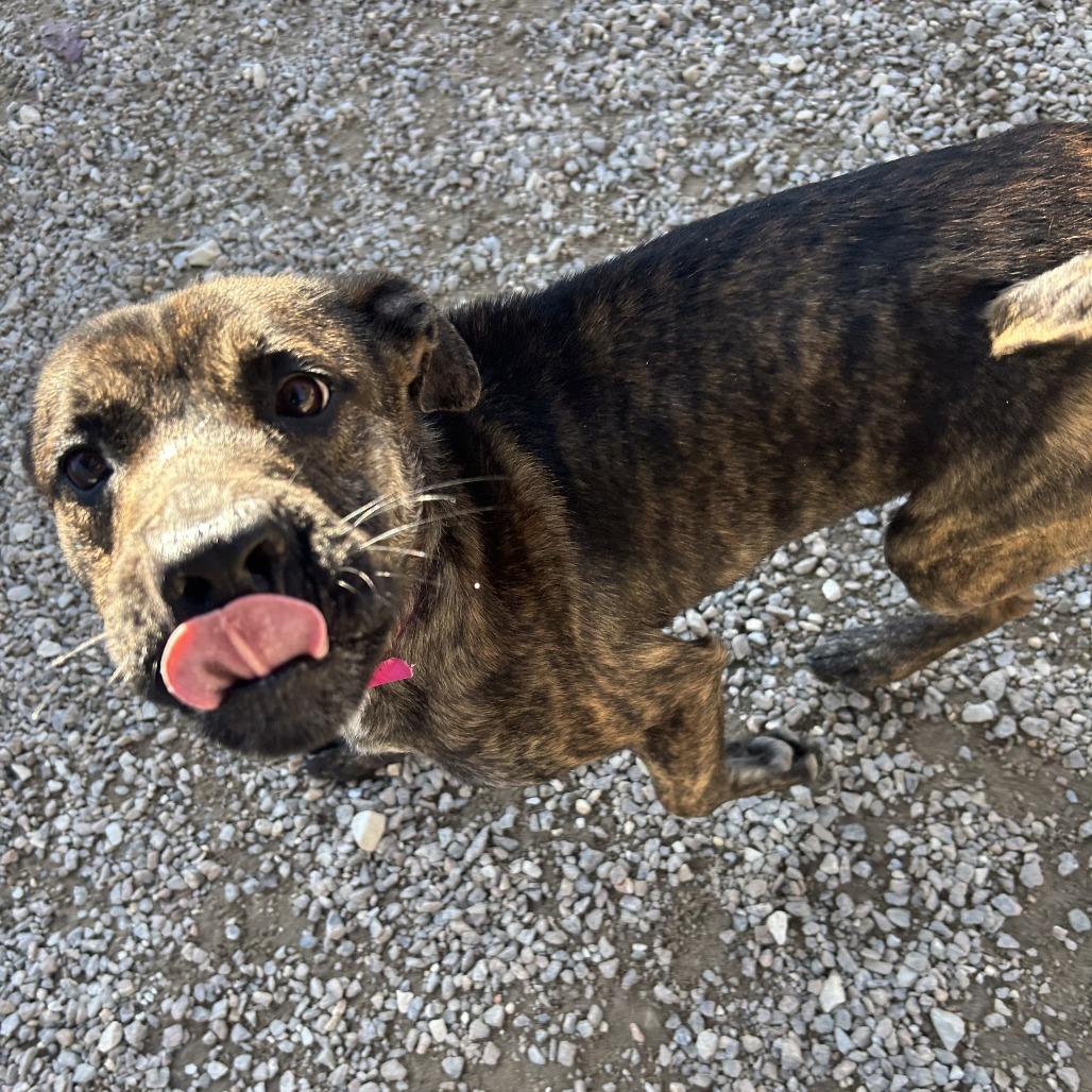 Rochelle, a Adoptable Mixed Breed in Auburn, AL image 3/6