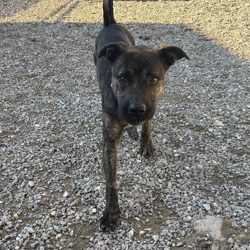 Rochelle, a Adoptable Mixed Breed in Auburn, AL image 4/6