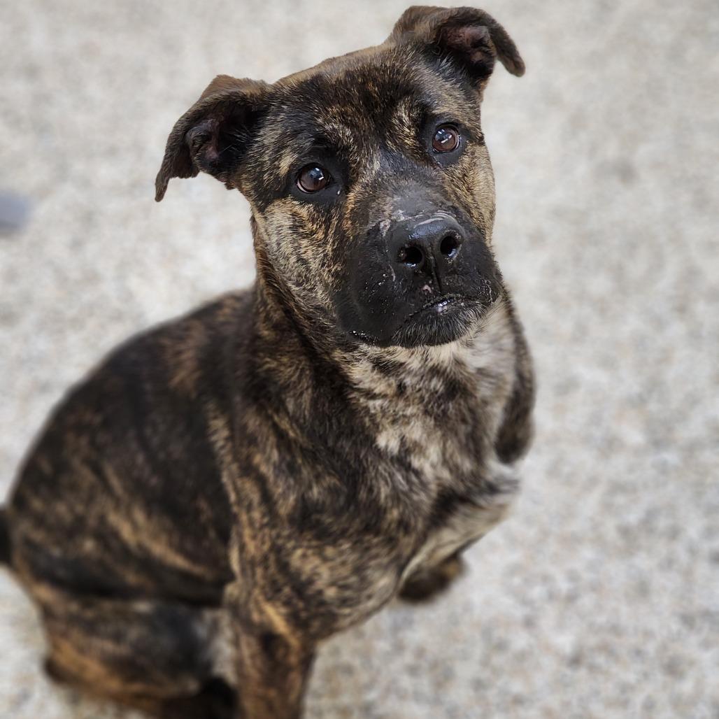 Rochelle, a Adoptable Mixed Breed in Auburn, AL image 6/6