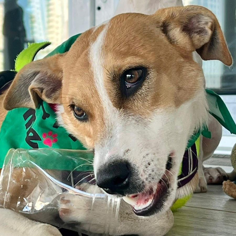 Enlarge Rosco, a ADOPTABLE mixed breed in Cancun, ROO image 1/3