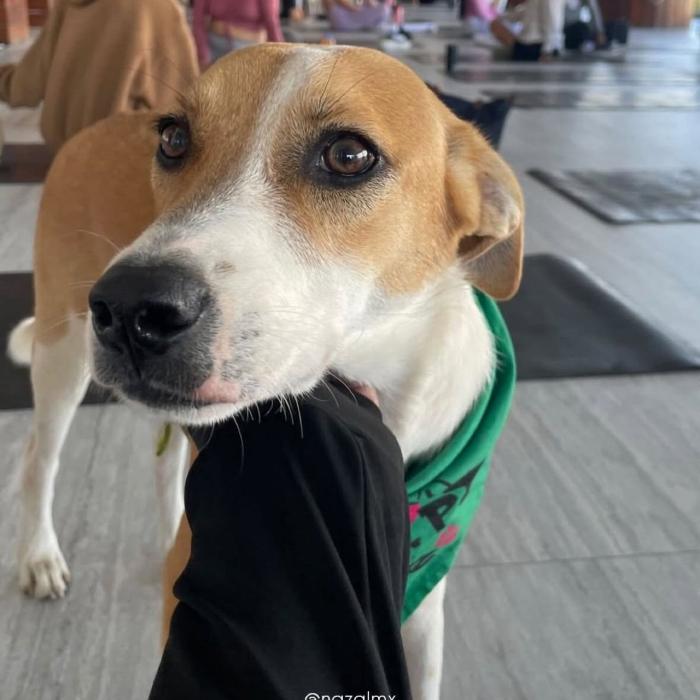 Enlarge Rosco, a ADOPTABLE mixed breed in Cancun, ROO image 2/3