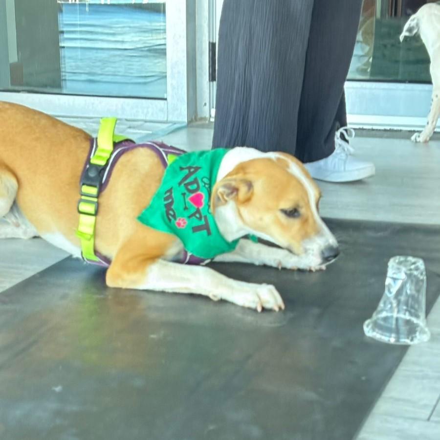 Enlarge Rosco, a ADOPTABLE mixed breed in Cancun, ROO image 3/3