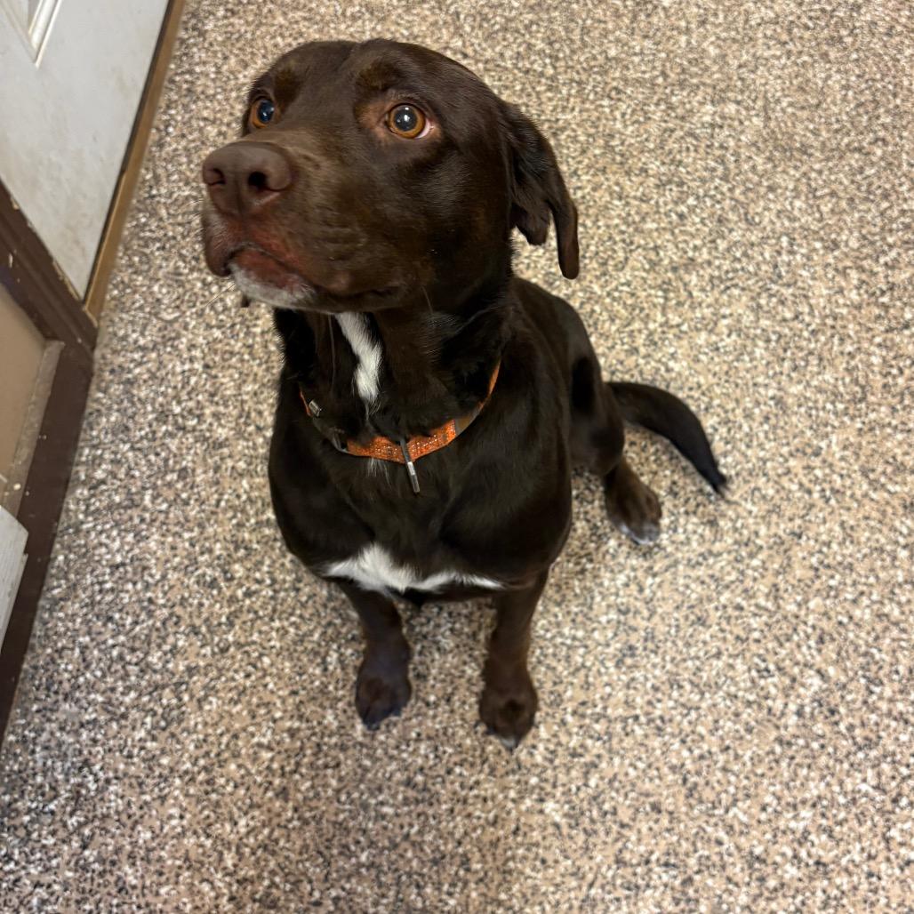 Merle, Adoptable, Adult Male Chocolate Labrador Retriever & German Shorthaired Pointer.