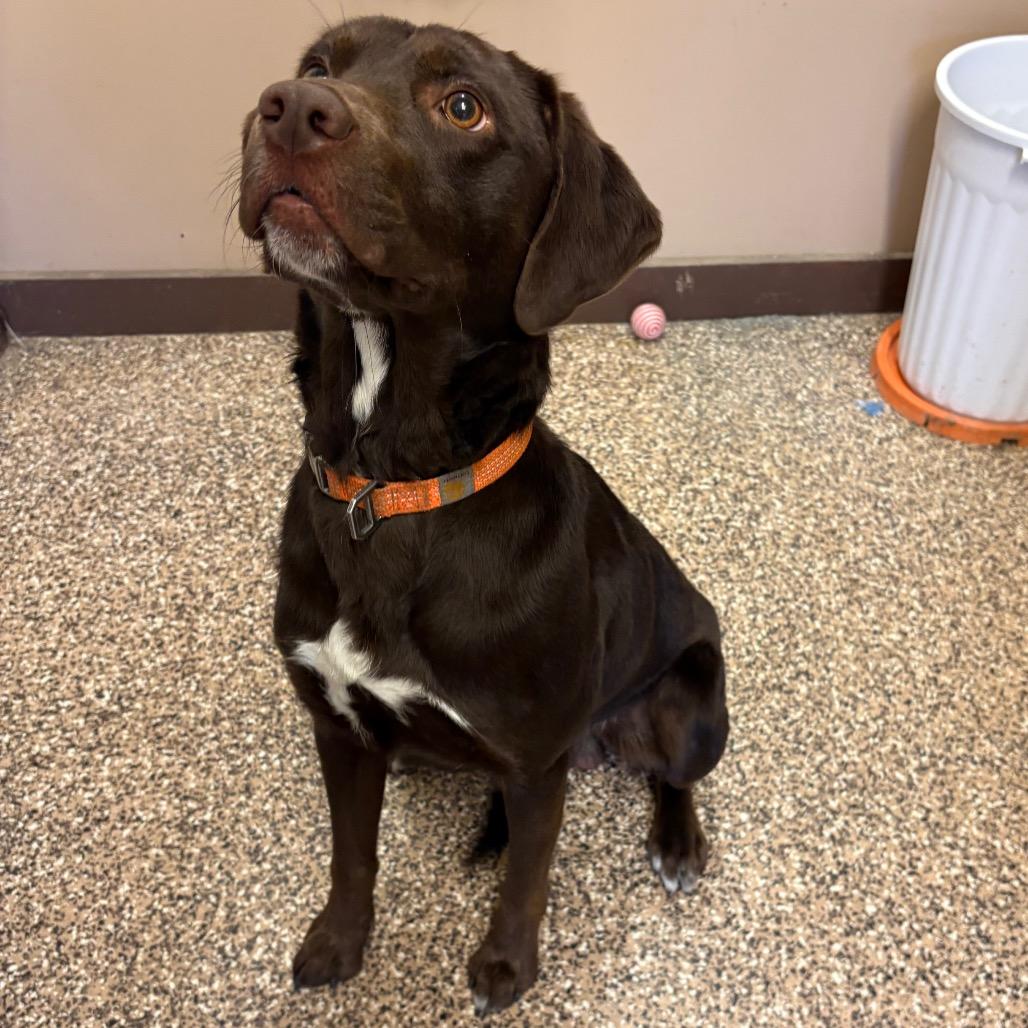 Merle, a Adoptable mixed breed in Tulsa, OK image 2/4