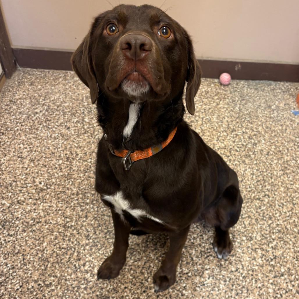 Merle, a Adoptable mixed breed in Tulsa, OK image 3/4