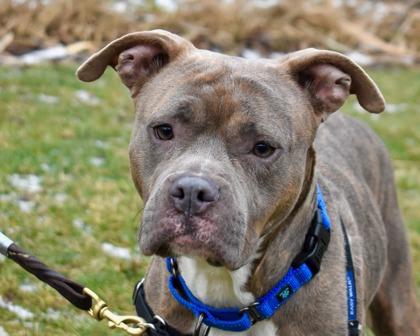 Sage, Adoptable, Adult Female Pit Bull Terrier & Mixed Breed.