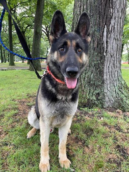 Stu, a Adoptable mixed breed in South Bend, IN image 1/3