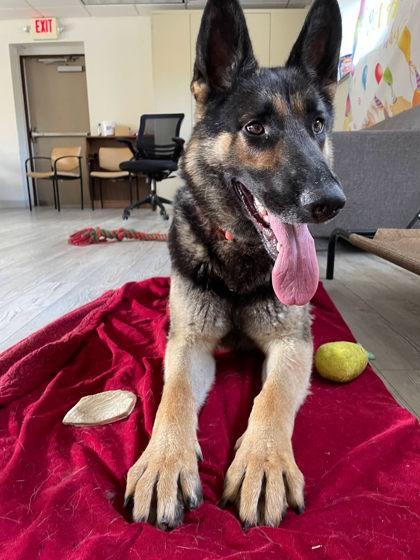 Stu, a Adoptable mixed breed in South Bend, IN image 2/3