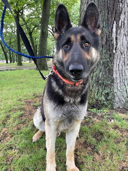 Stu, a Adoptable mixed breed in South Bend, IN image 3/3