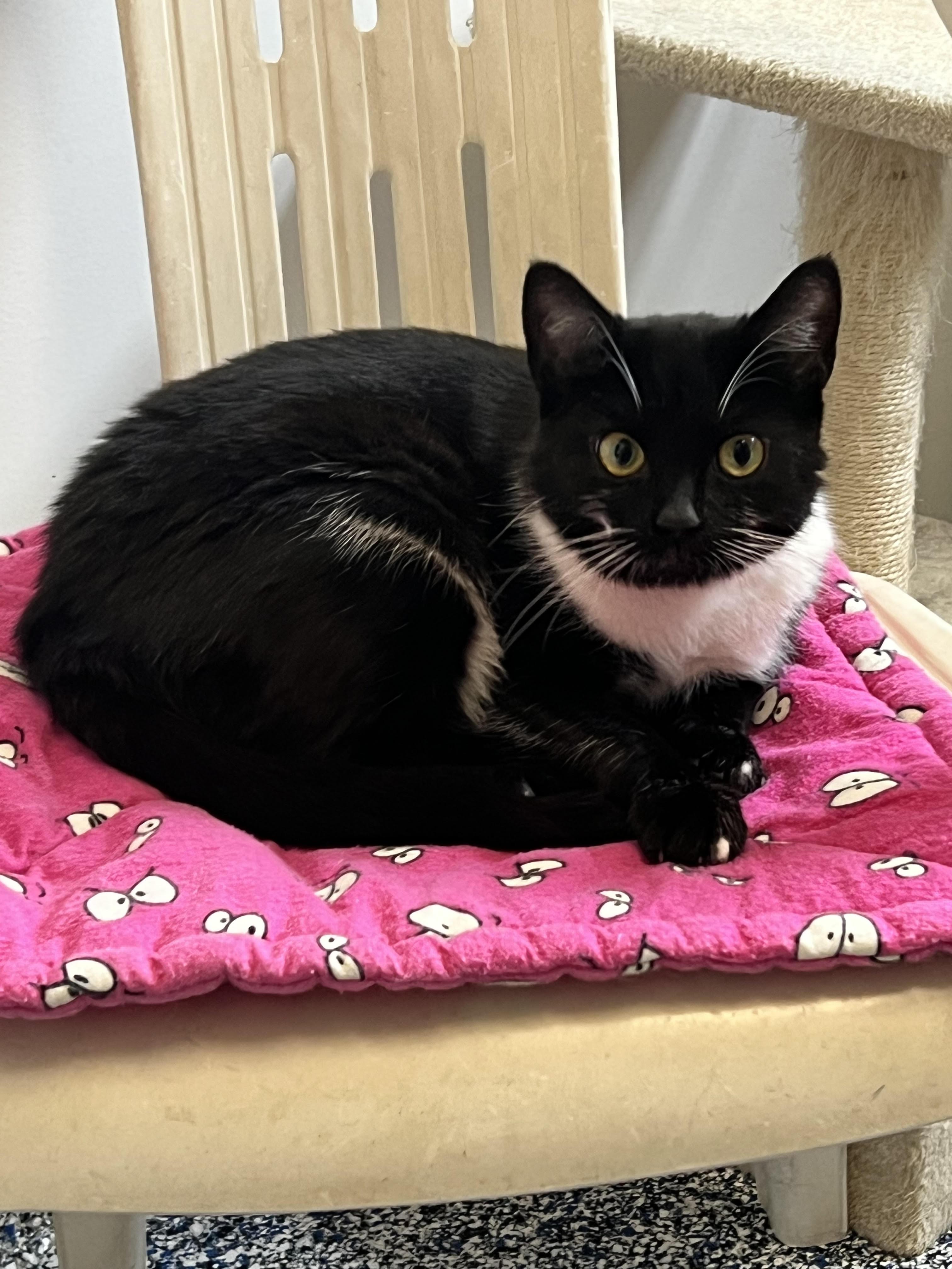Panda, an adoptable Domestic Short Hair in St Stephen, NB, E3L 2X2 | Photo Image 1