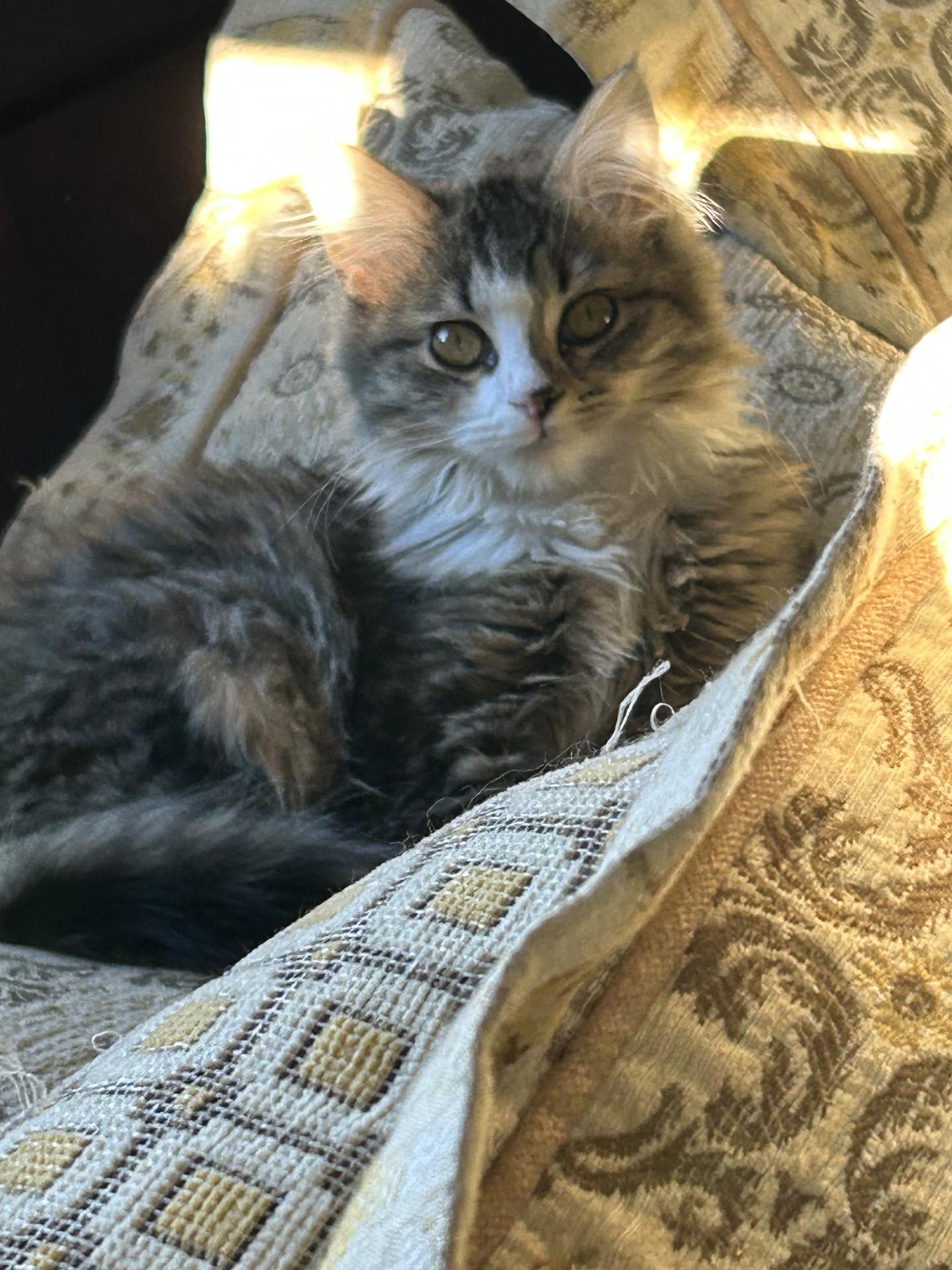 Enlarge Baby Fluffy Pants, an adopted mixed breed in Aurora, CO image 2/6