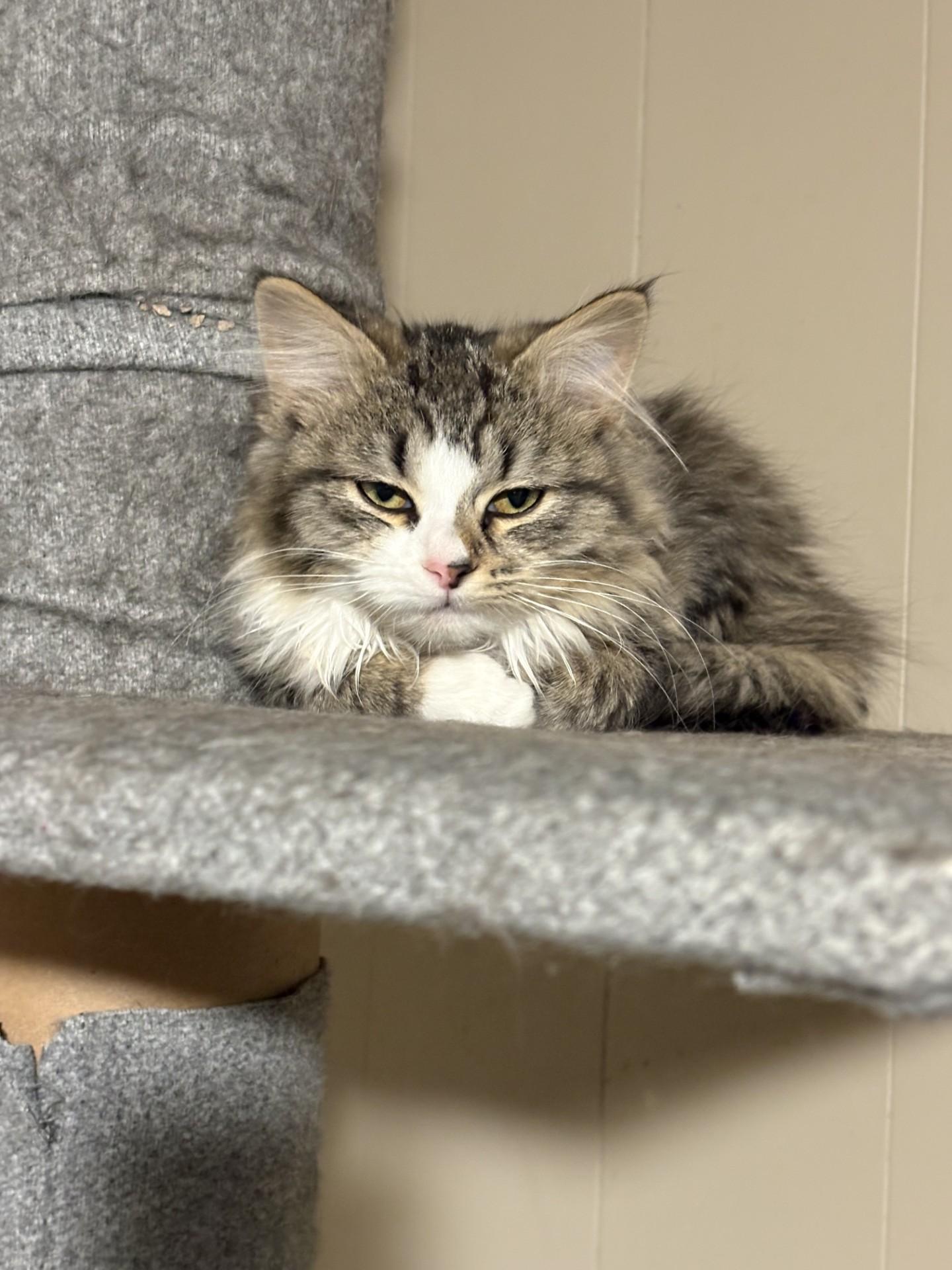 Enlarge Baby Fluffy Pants, an adopted mixed breed in Aurora, CO image 6/6