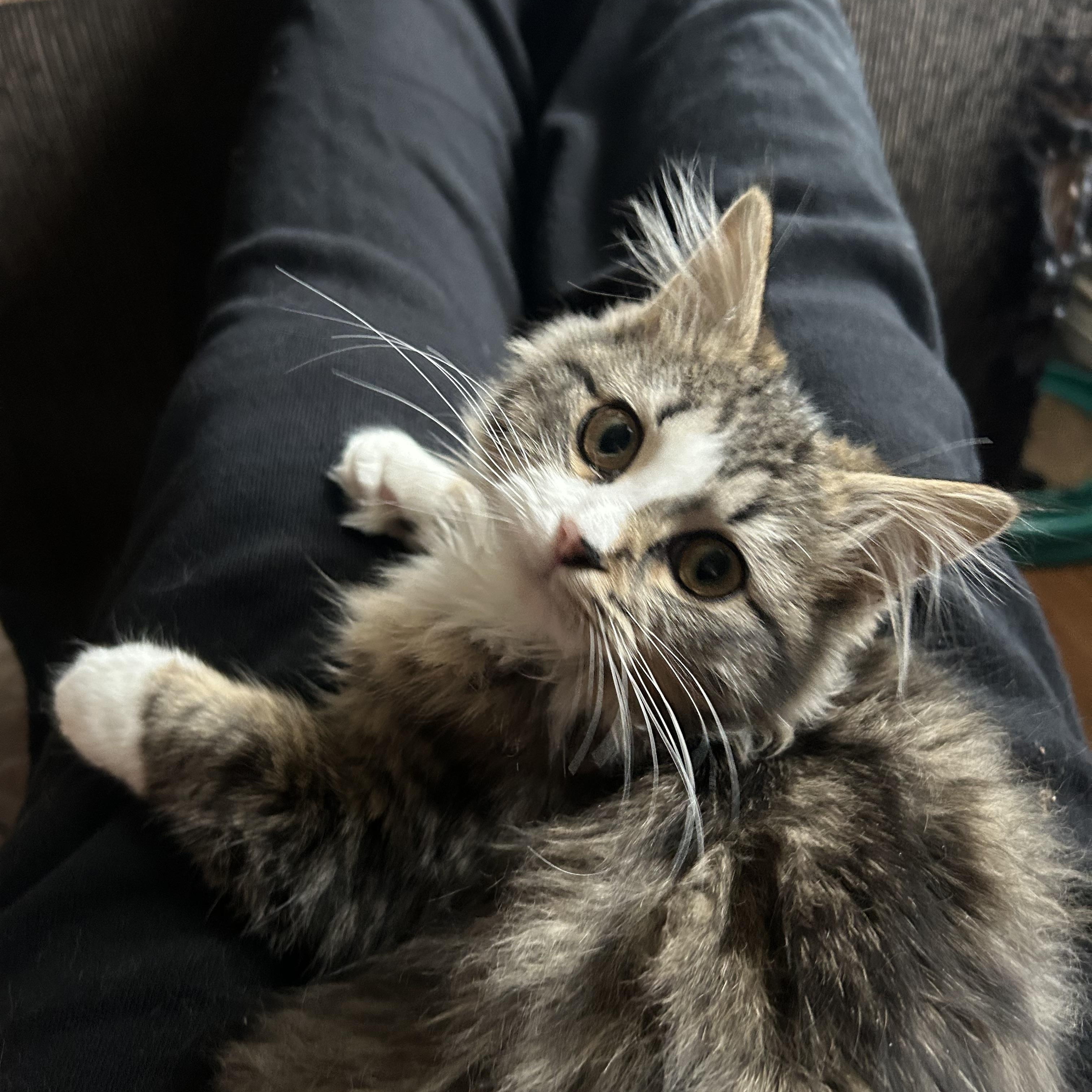 Enlarge Baby Fluffy Pants, an adopted mixed breed in Aurora, CO image 3/6