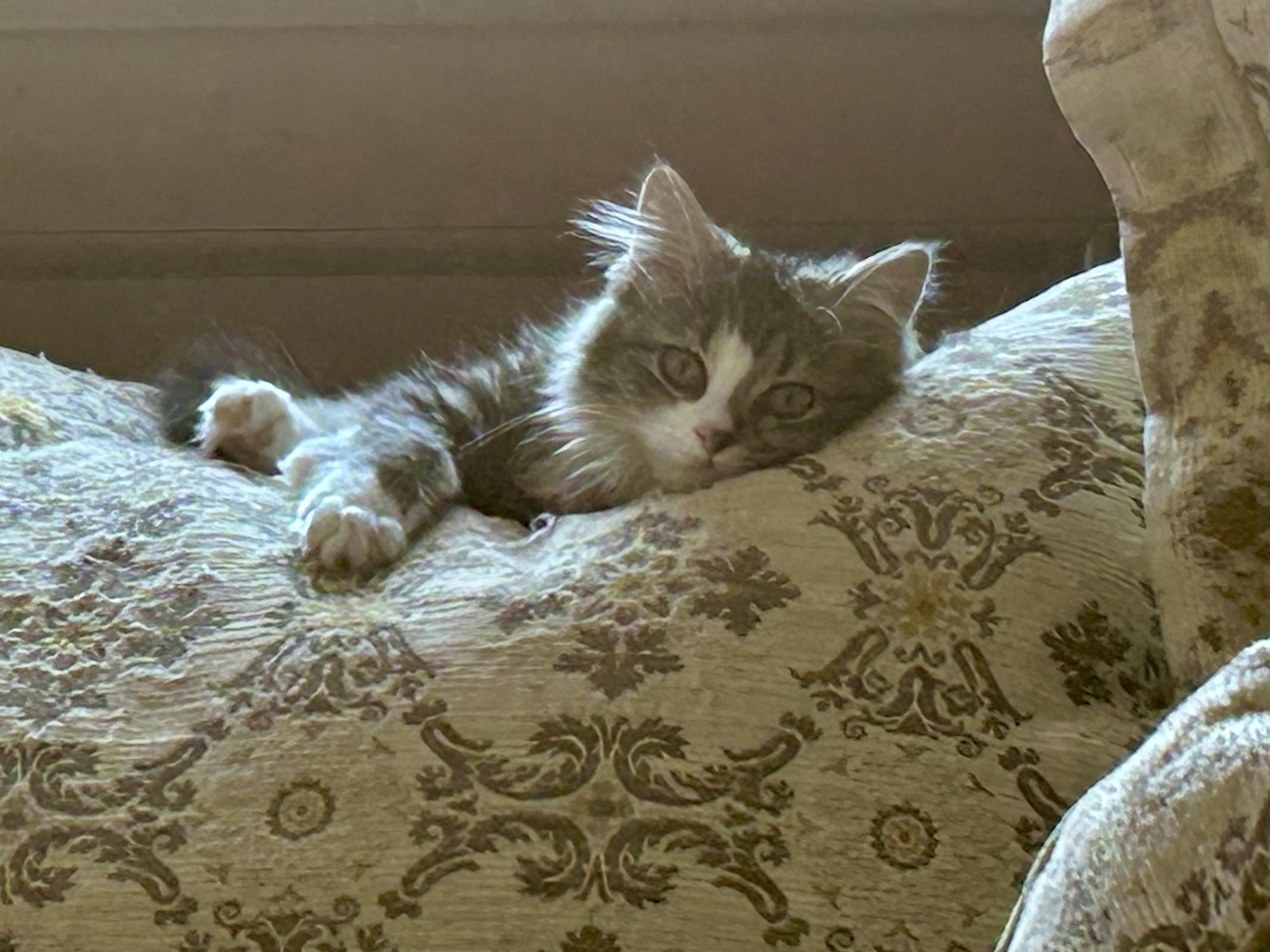 Enlarge Baby Fluffy Pants, an adopted mixed breed in Aurora, CO image 4/6