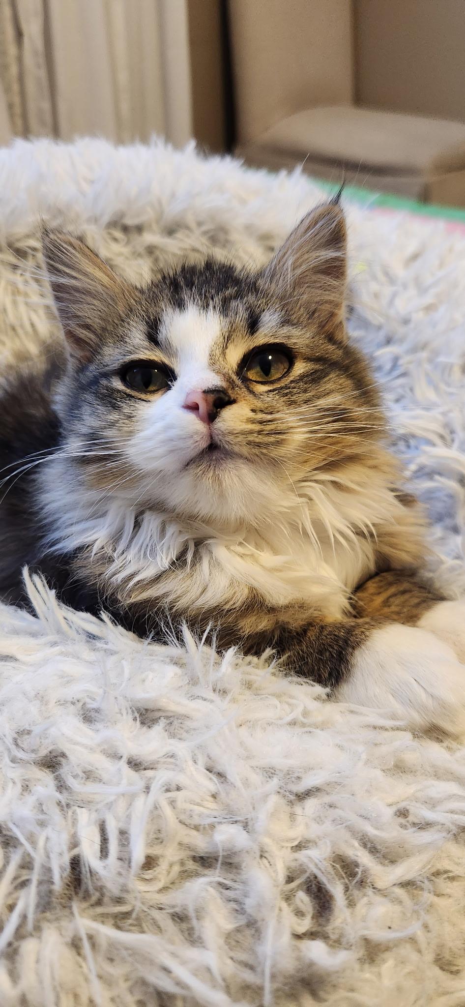 Baby Fluffy Pants, Adoptable, Kitten Female Domestic Long Hair.