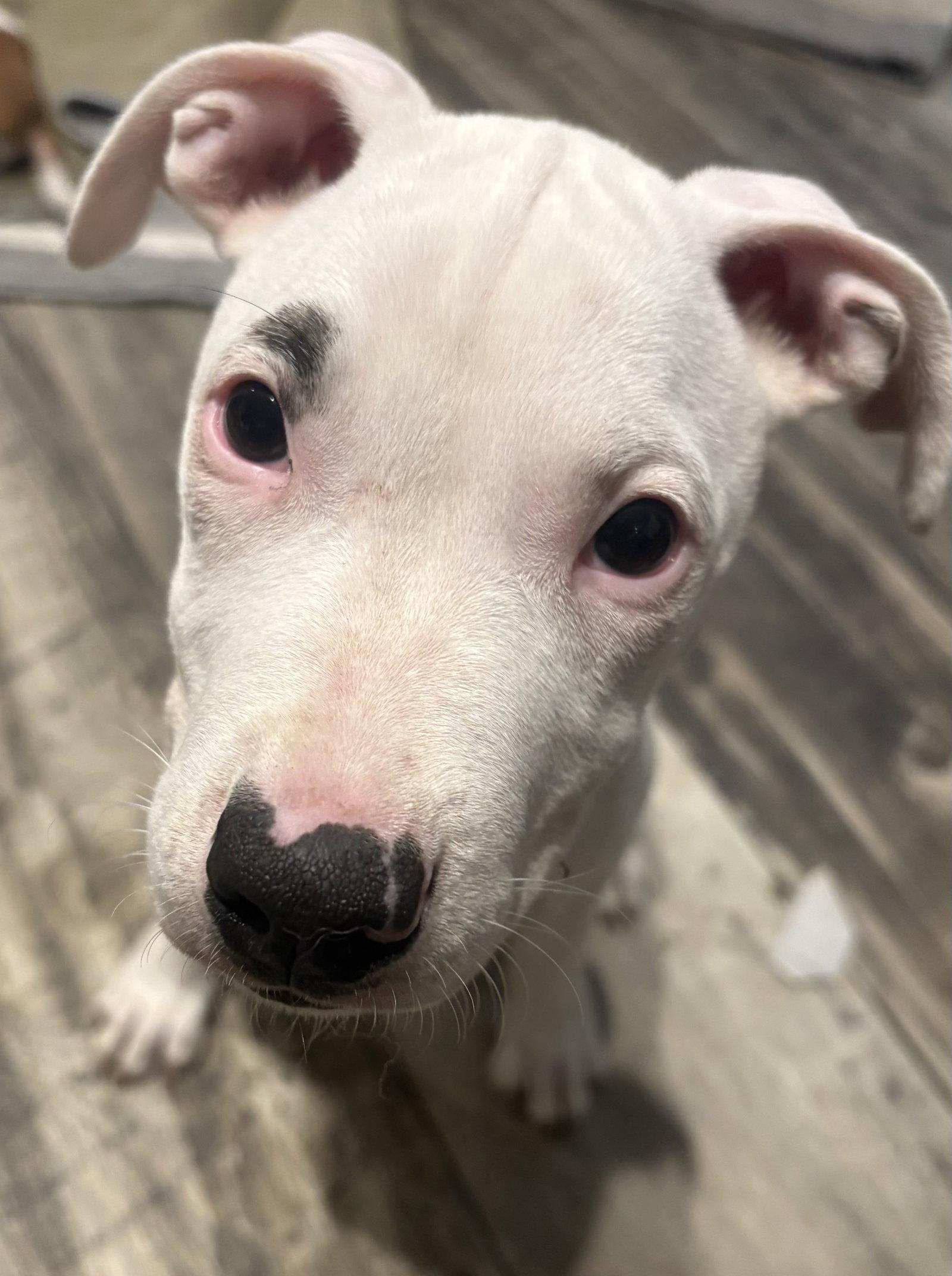 Enlarge Madeline-DEAF, a Adopted mixed breed in Mount Pleasant, SC image 1/3