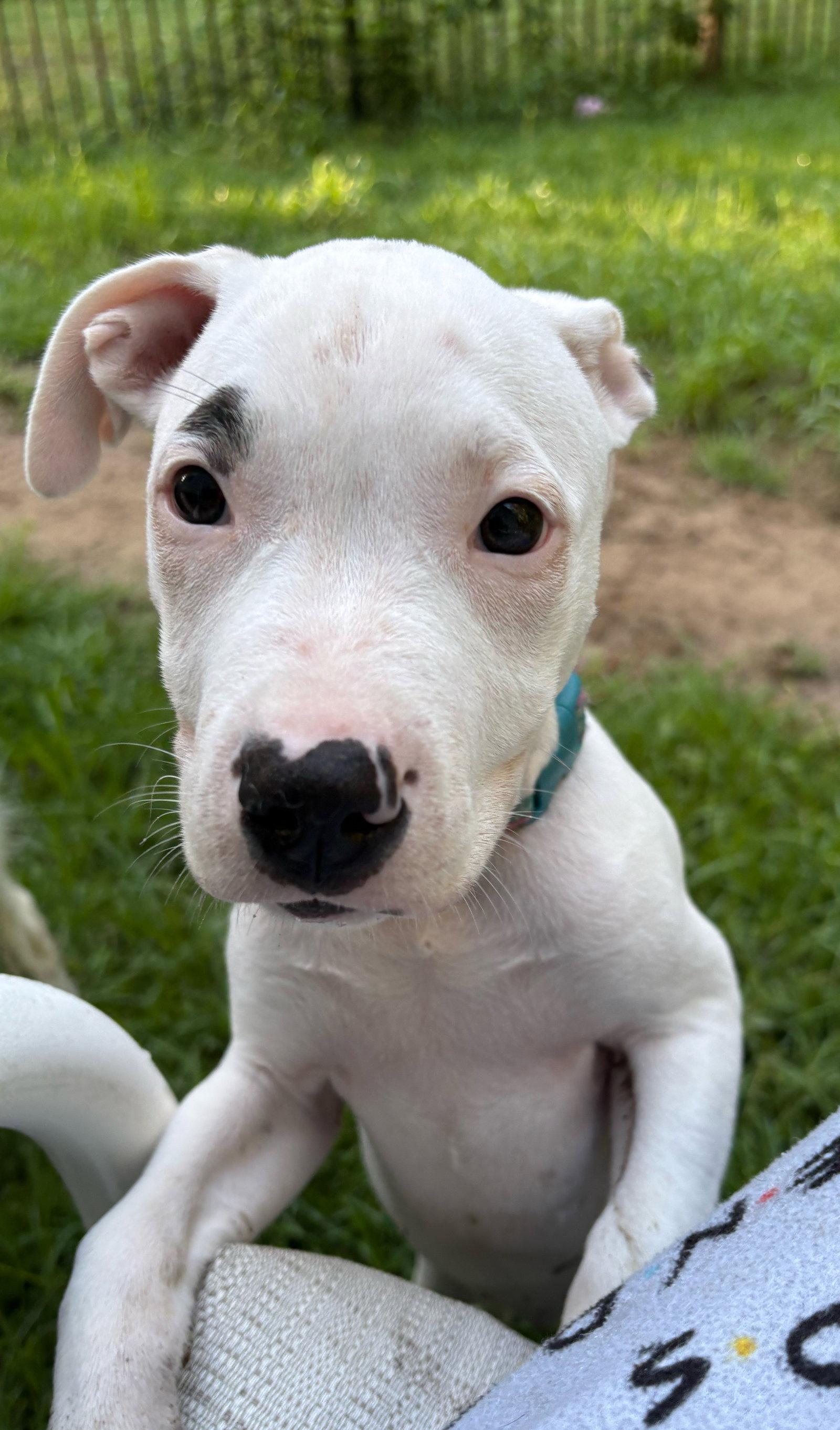 Enlarge Madeline-DEAF, a Adopted mixed breed in Mount Pleasant, SC image 2/3