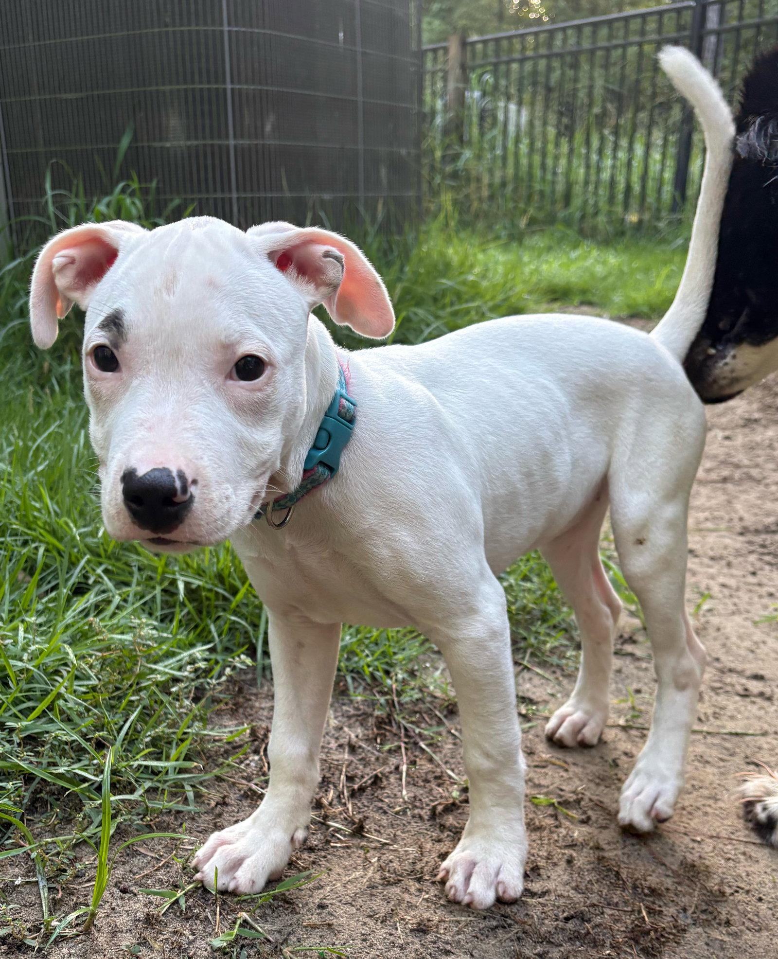 Enlarge Madeline-DEAF, a Adopted mixed breed in Mount Pleasant, SC image 3/3