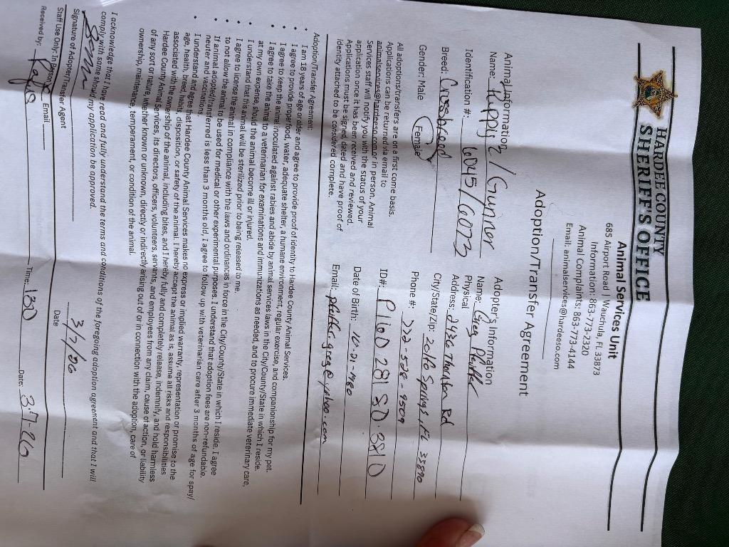 Enlarge puppy 2, a Adopted Dachshund in Wauchula, FL image 3/3