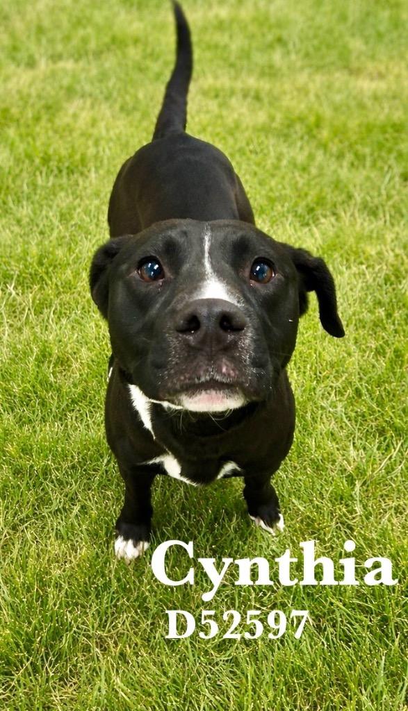 Cynthia, Adoptable, Young Female Mixed Breed.