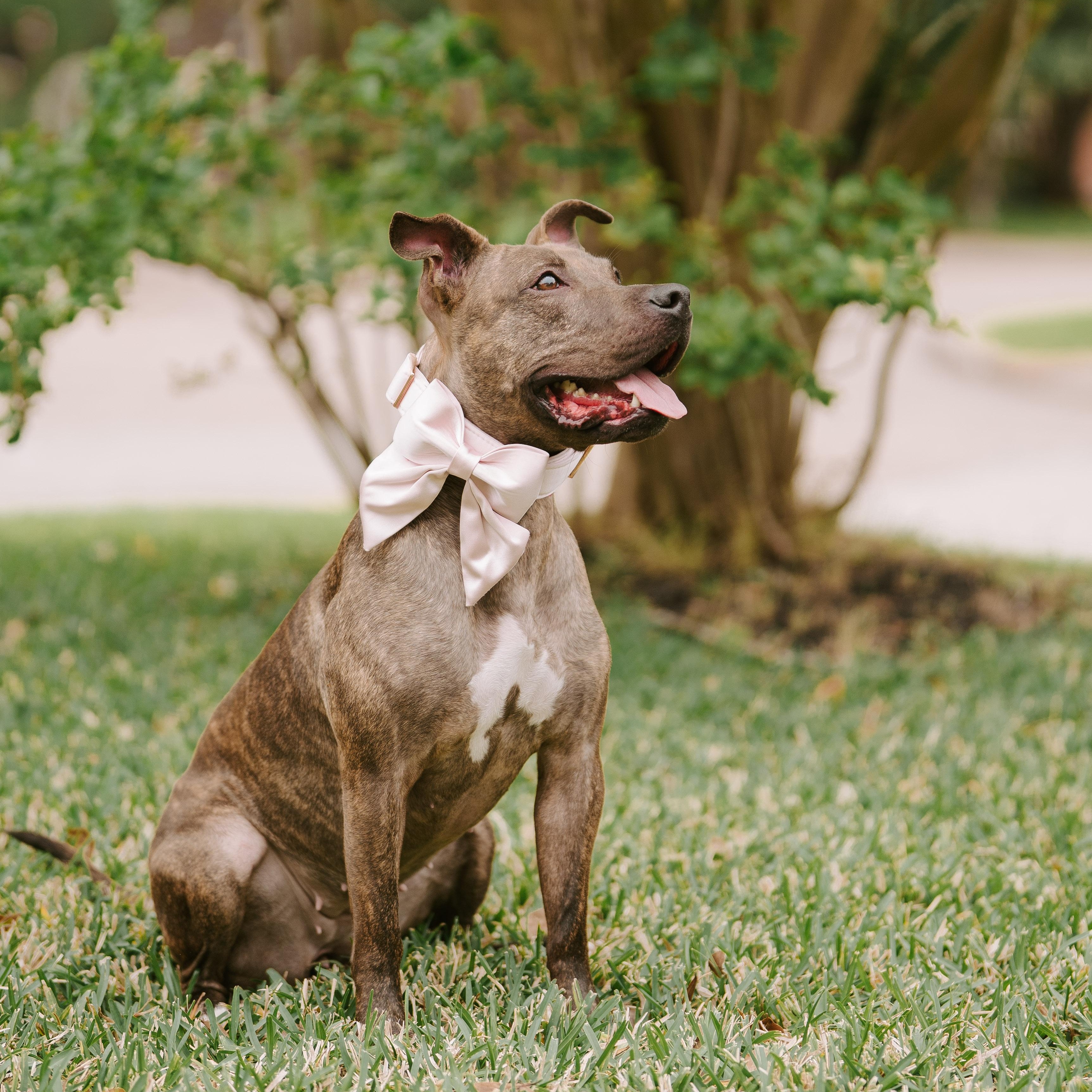 Poppy, Adoptable, Adult Female American Staffordshire Terrier & Hound.