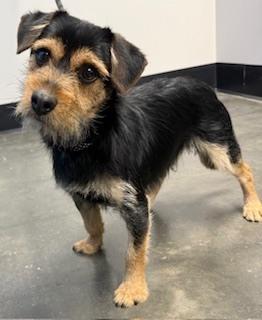 Spike, a Adoptable mixed breed in Milton, GA image 2/3