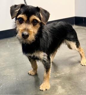 Spike, a Adoptable mixed breed in Milton, GA image 3/3