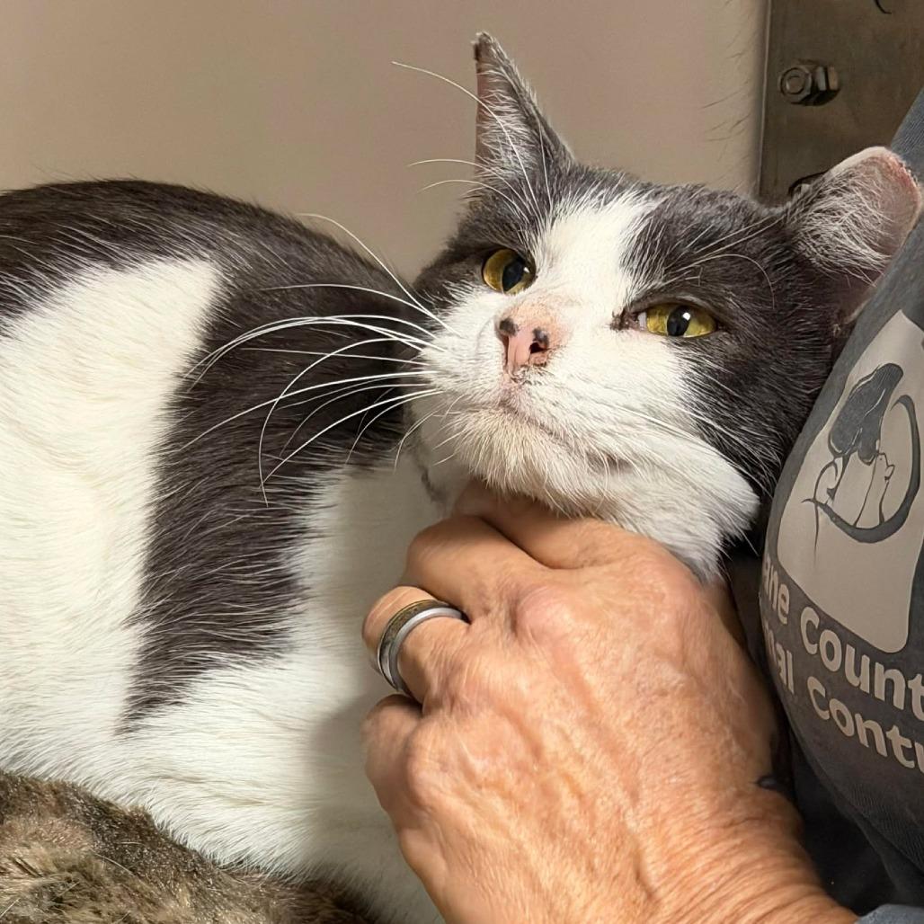 Curtis, a Adoptable Domestic Short Hair in Washington, DC image 2/6