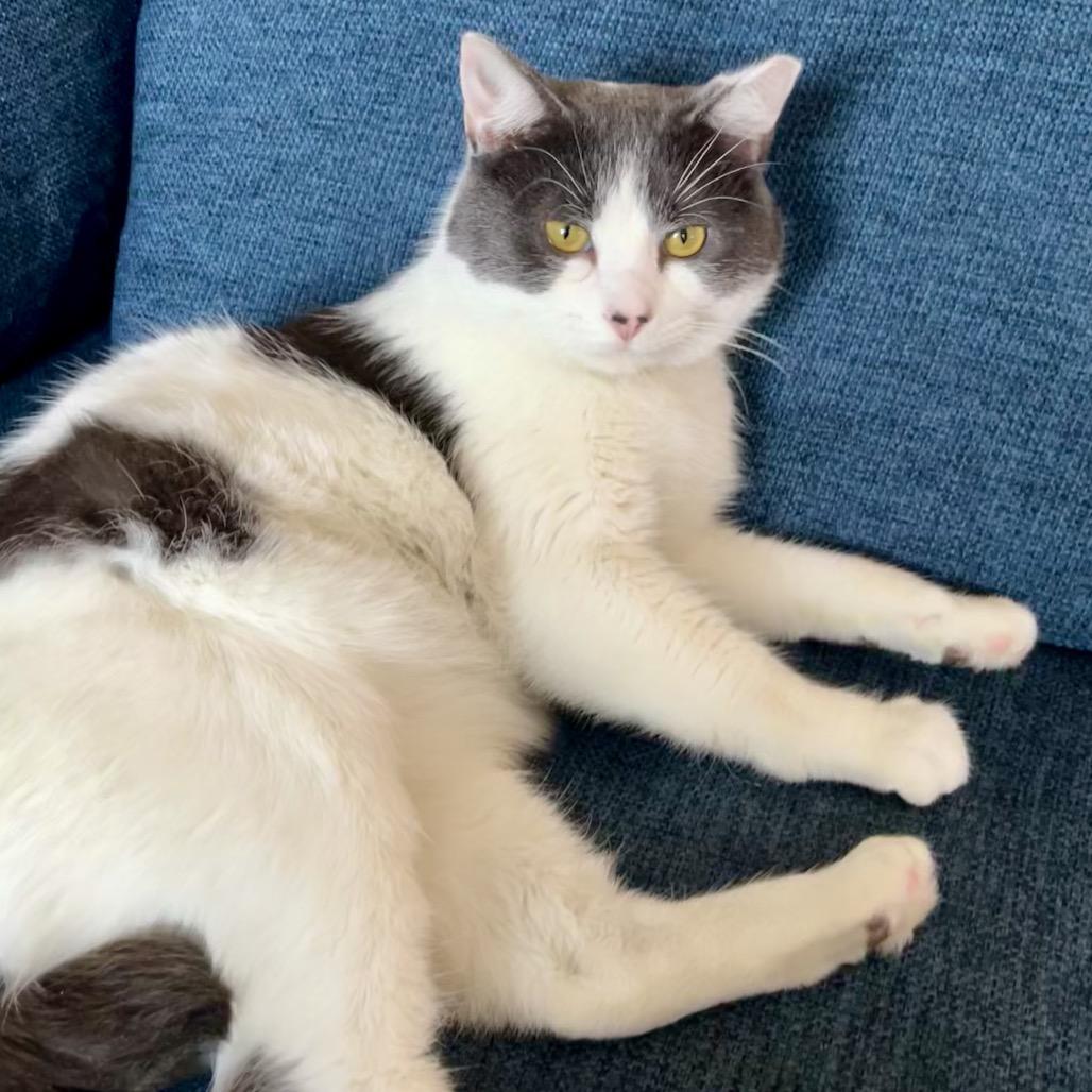 Curtis, a Adoptable Domestic Short Hair in Washington, DC image 3/6