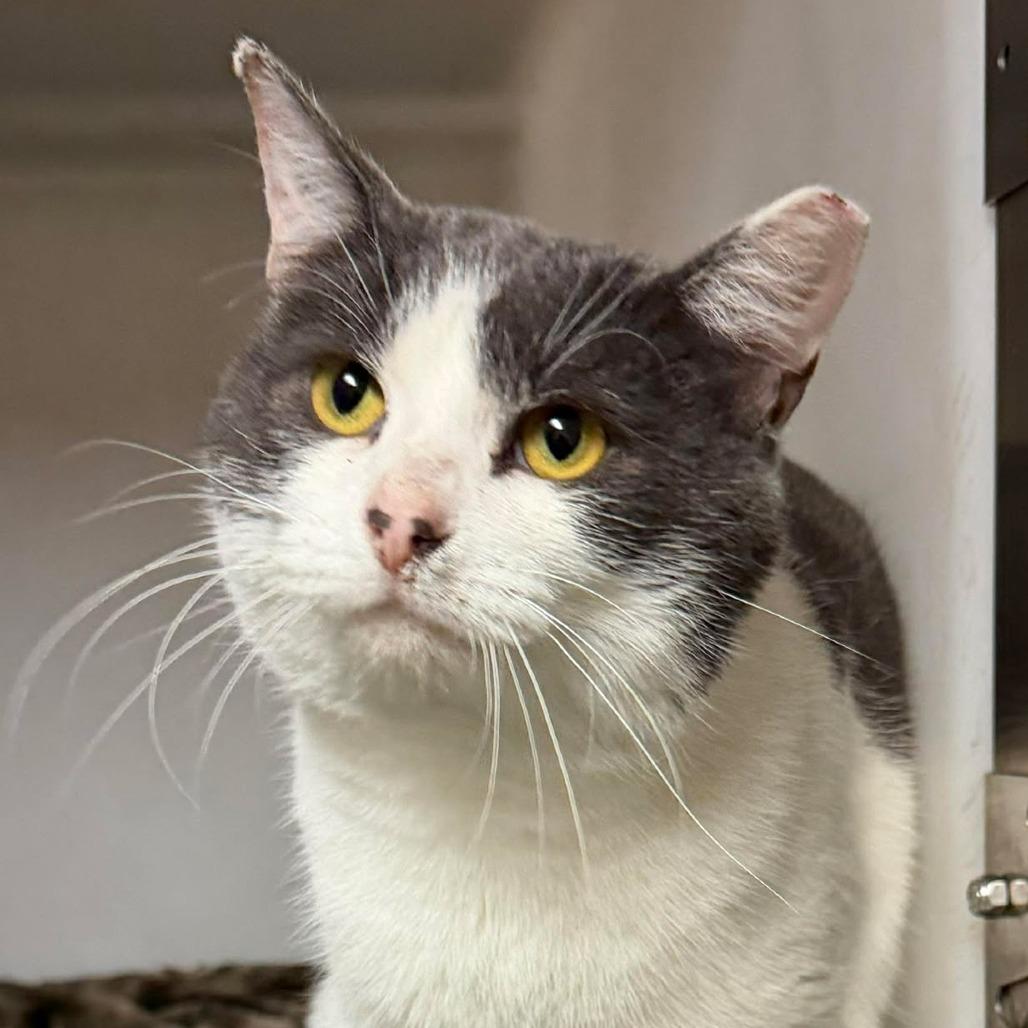 Curtis, a Adoptable Domestic Short Hair in Washington, DC image 4/6