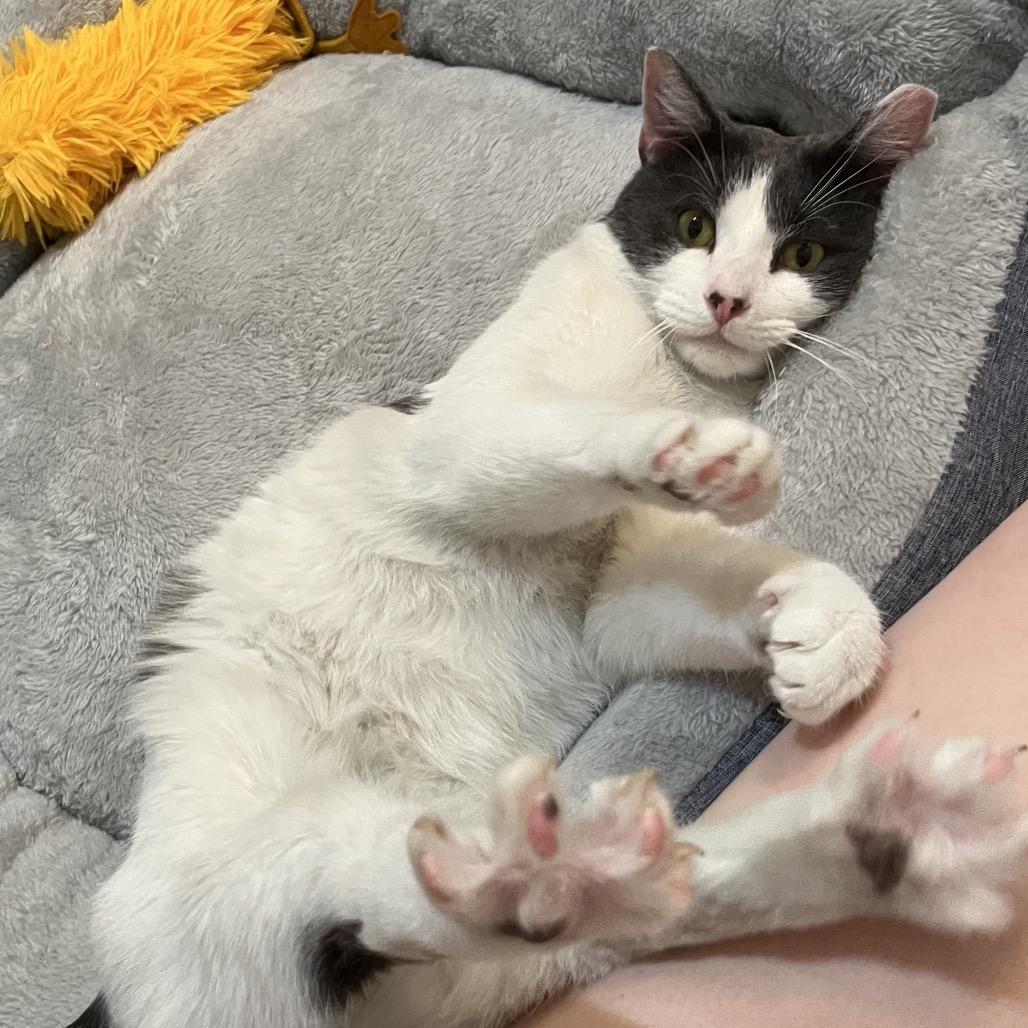 Curtis, a Adoptable Domestic Short Hair in Washington, DC image 6/6