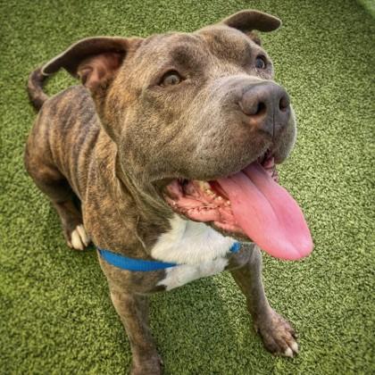 Bubba, Adoptable, Adult Male Mixed Breed & Mixed Breed.