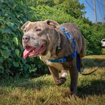 Enlarge Bubba, a Adoptable mixed breed in Merriam, KS image 2/3