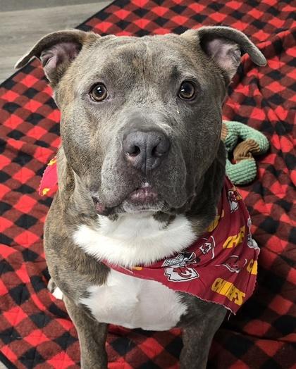 Enlarge Bubba, a Adoptable mixed breed in Merriam, KS image 3/3