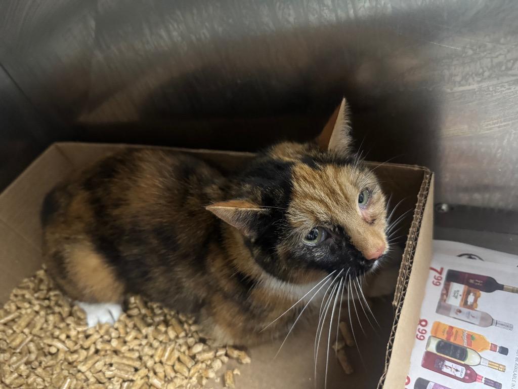 Lacy-Adoptable Awaiting S/N, Adoptable, Young Female Domestic Short Hair.