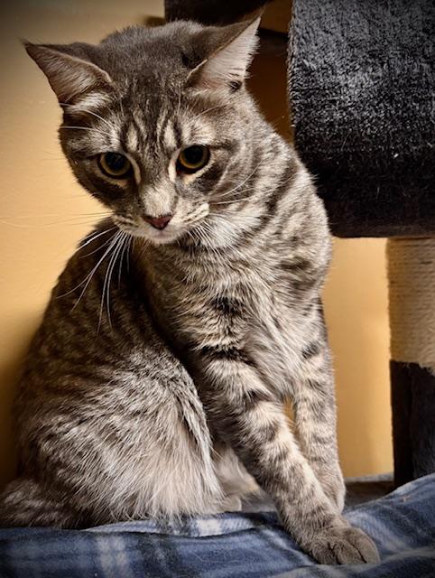 Scanlan, a Adoptable Domestic Short Hair in Davenport, IA image 1/2