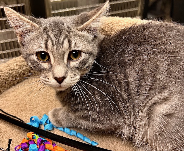 Scanlan, a Adoptable Domestic Short Hair in Davenport, IA image 2/2