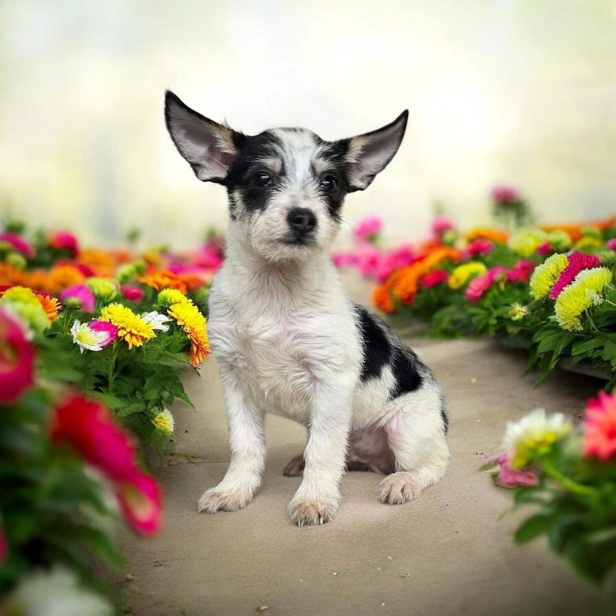Jake, a ADOPTABLE mixed breed in Dallas, GA image 1/2