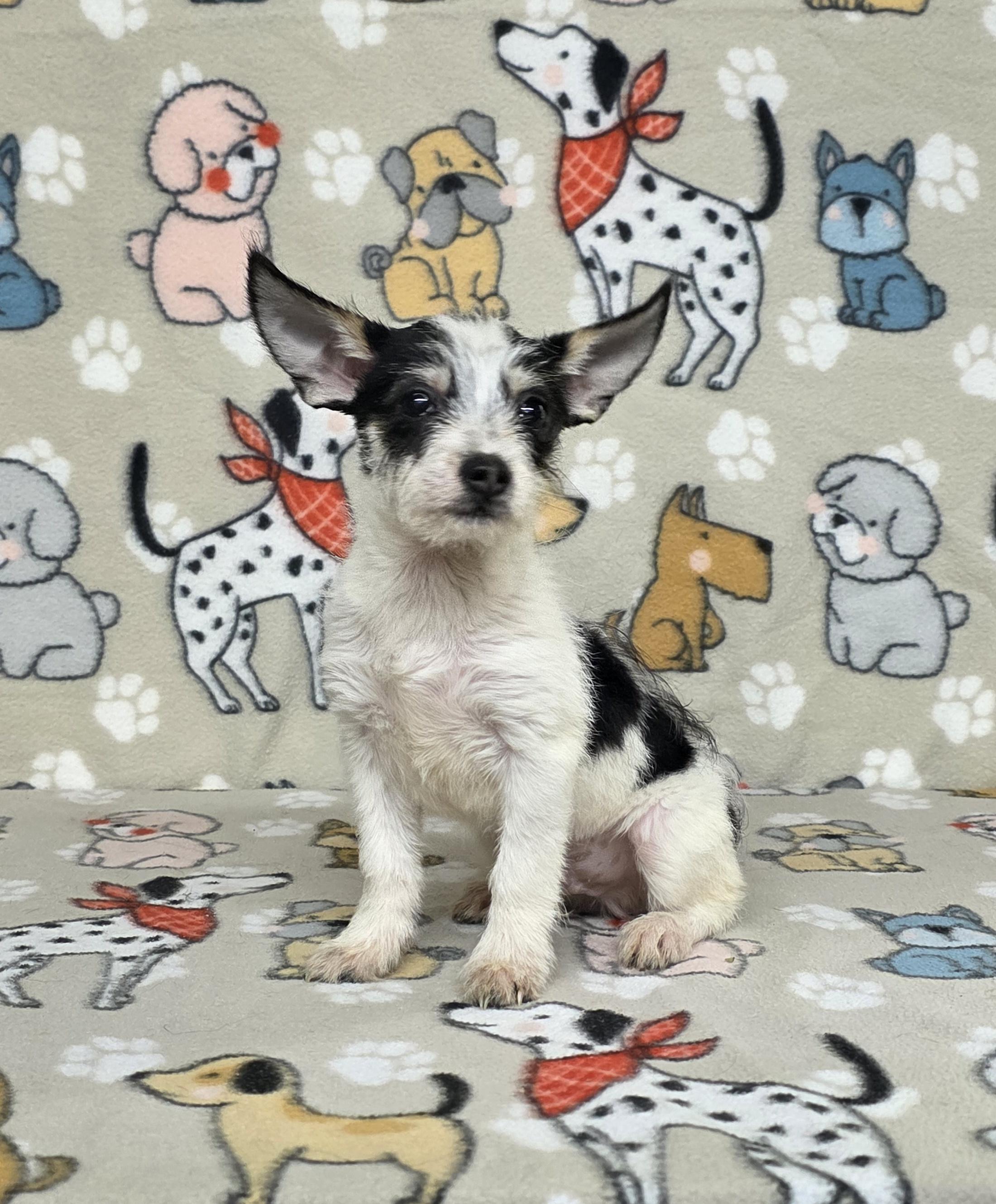 Jake, a ADOPTABLE mixed breed in Dallas, GA image 2/2