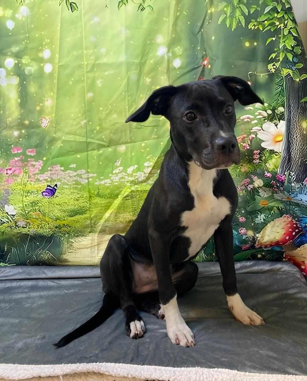 Betty White, Adoptable, Young Female Pit Bull Terrier.