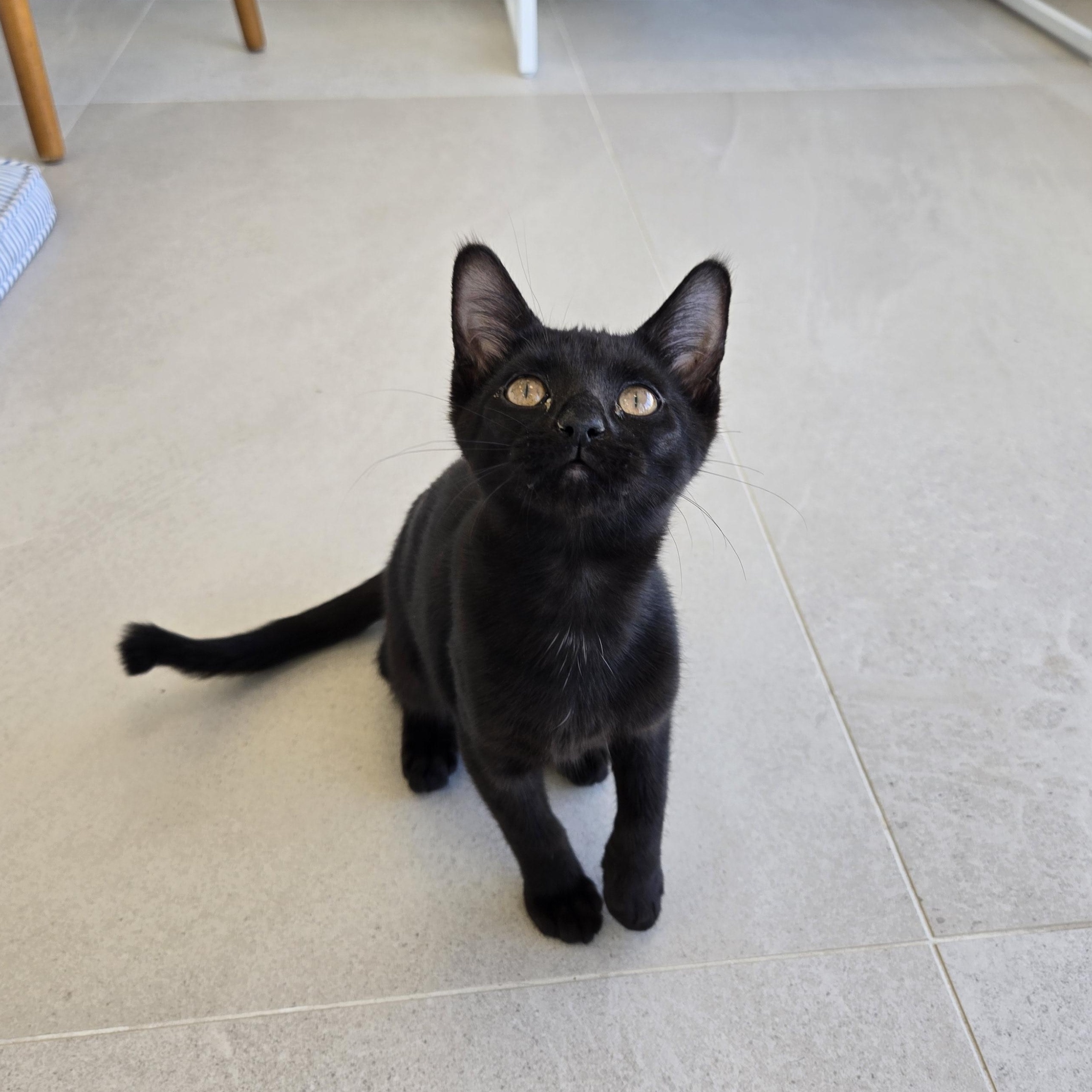 Enlarge Dunbar, a ADOPTABLE Domestic Short Hair in Evanston, IL image 2/4