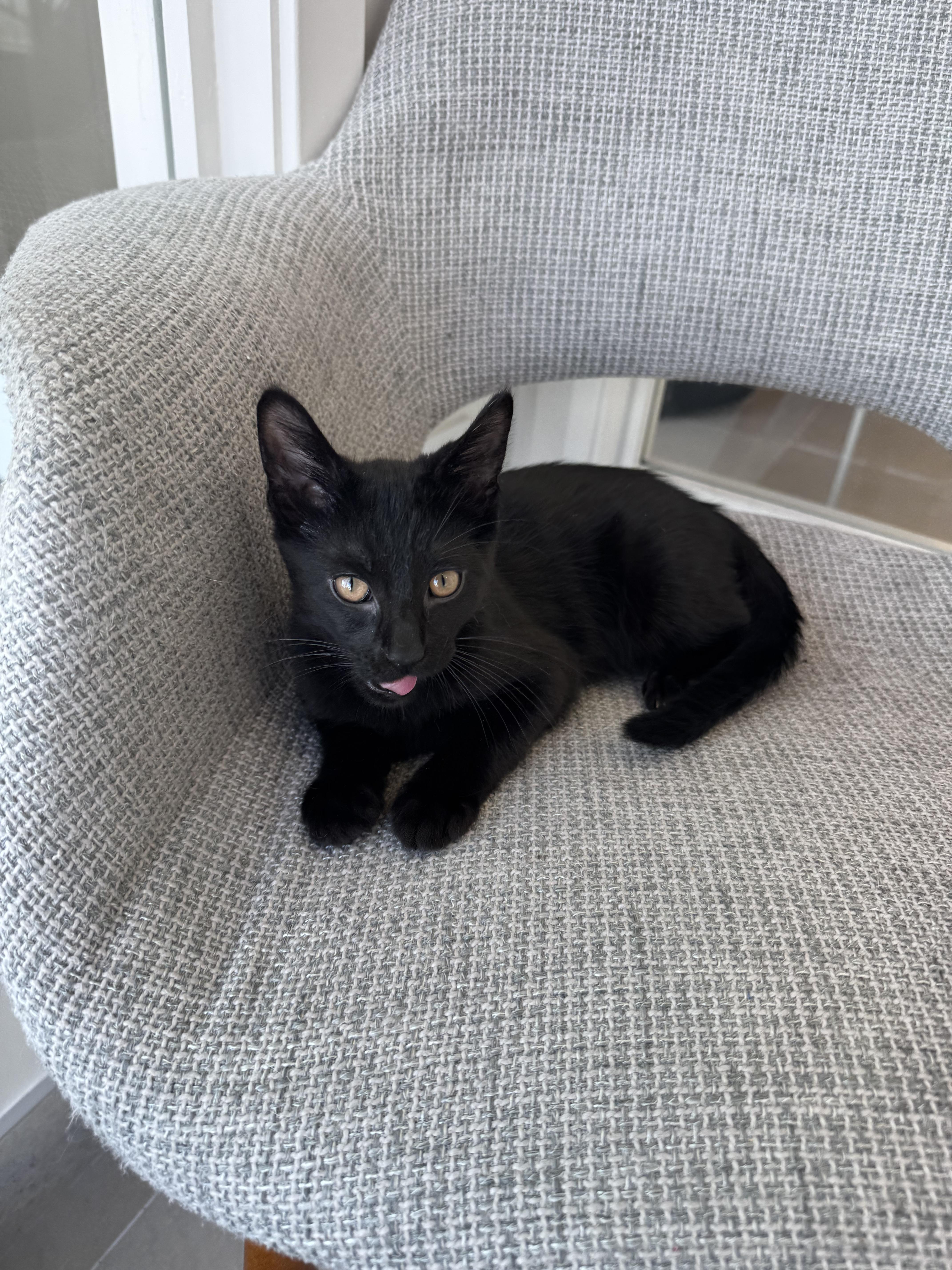 Enlarge Dunbar, a ADOPTABLE Domestic Short Hair in Evanston, IL image 3/3