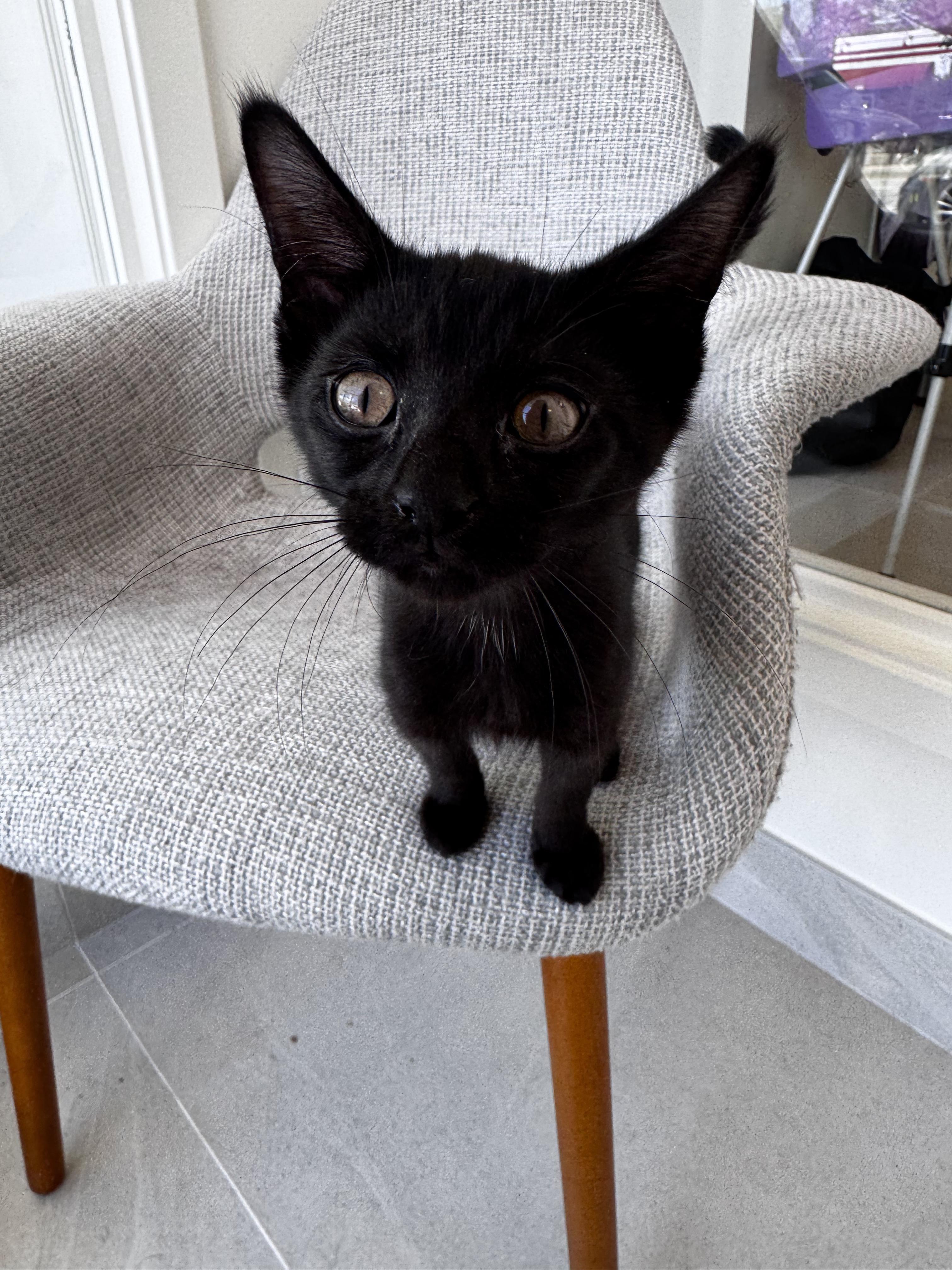 Enlarge Dunbar, a ADOPTABLE Domestic Short Hair in Evanston, IL image 2/3