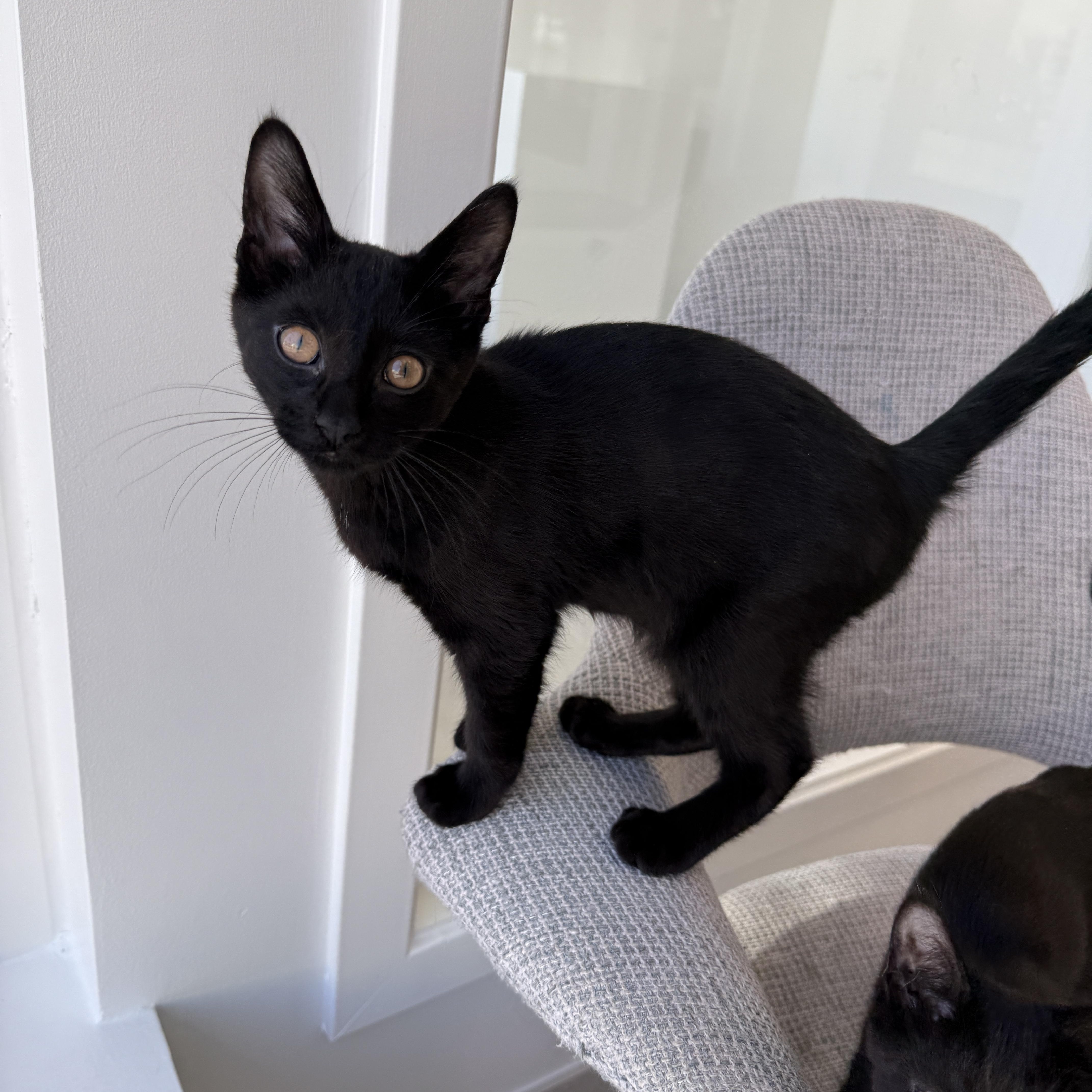 Dunbar, ADOPTABLE, Kitten Female Domestic Short Hair.