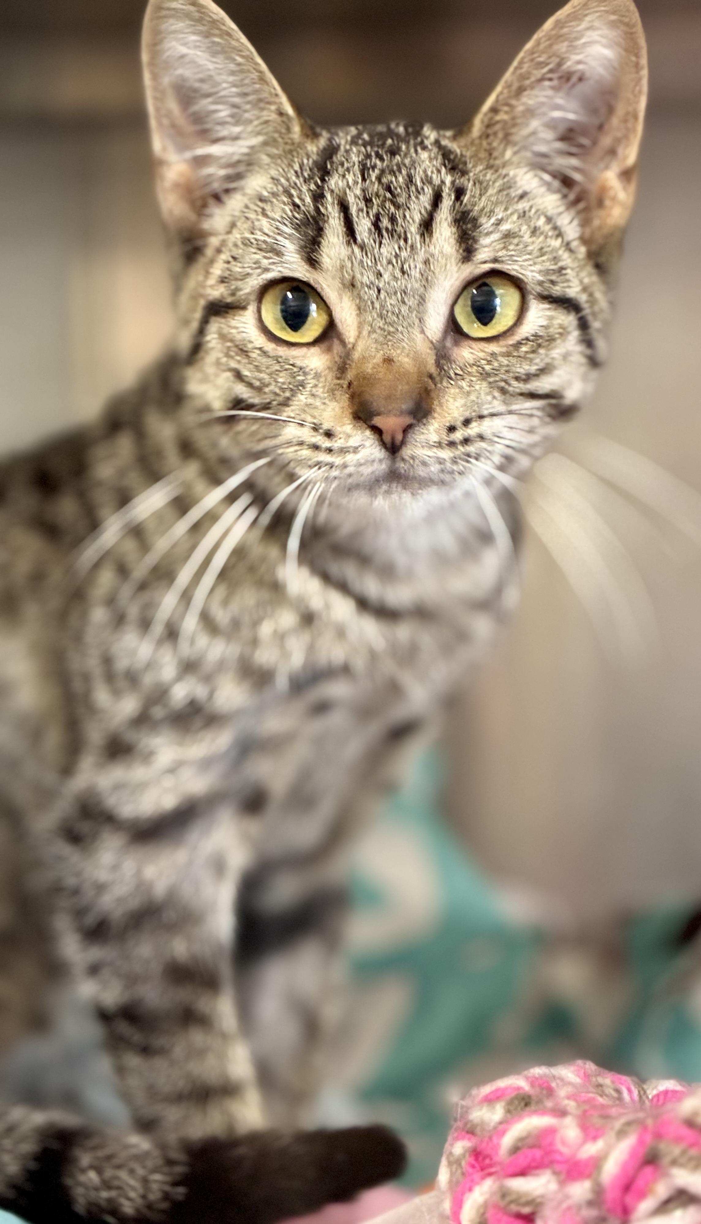 Enlarge Mora, a Adopted mixed breed in Sandusky, MI image 2/3