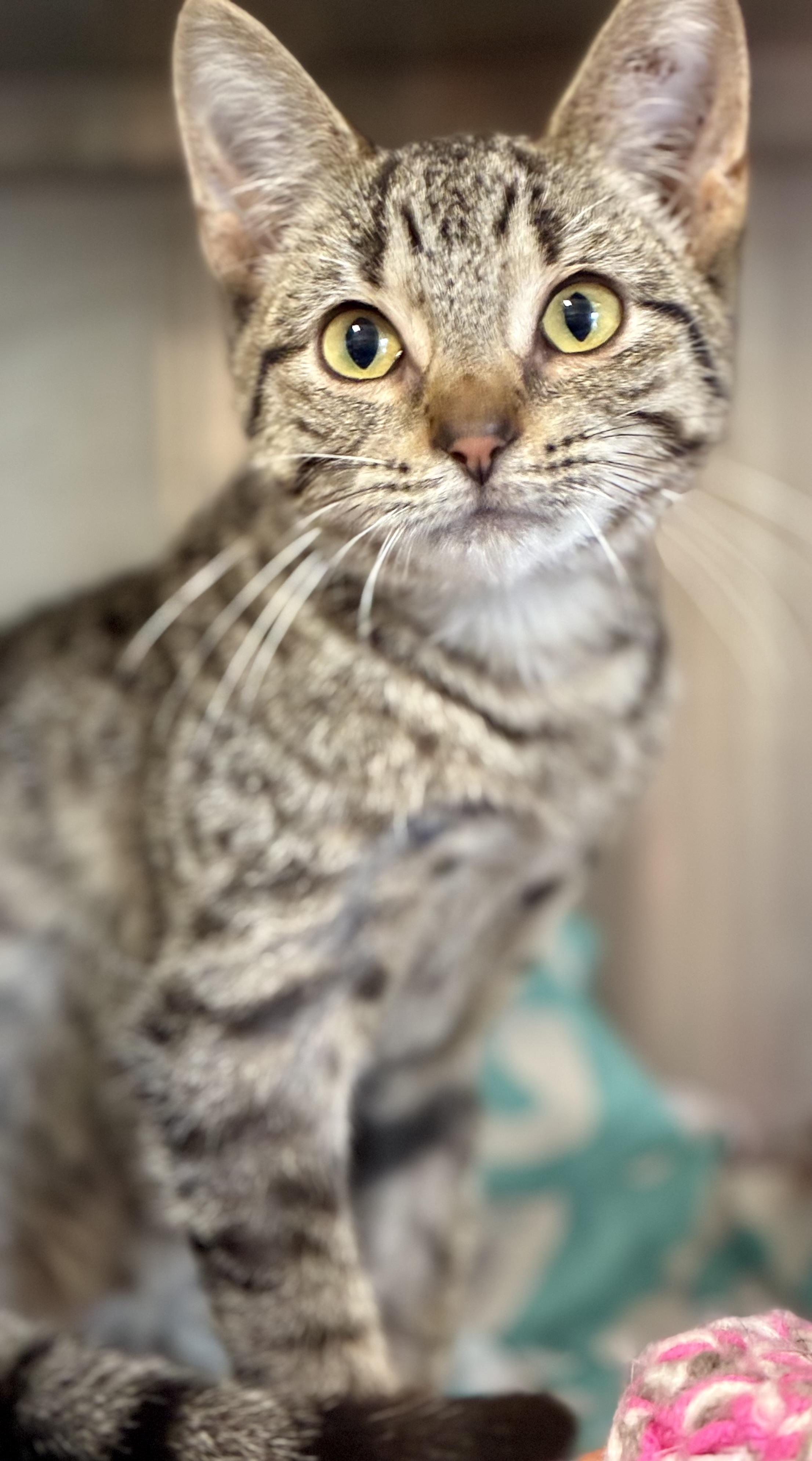 Mora, Adopted, Young Female Domestic Short Hair & Tabby.