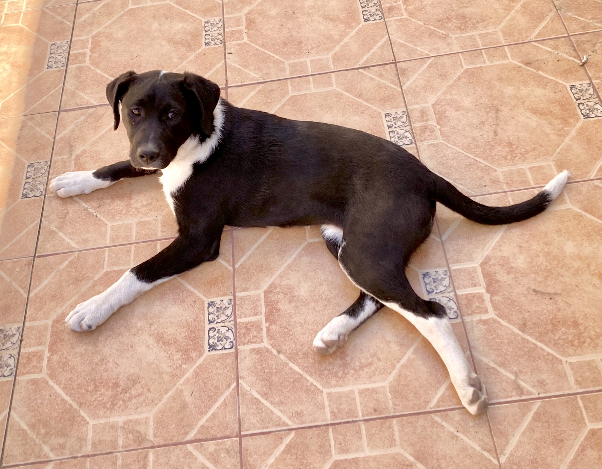 Piper ! photo 1